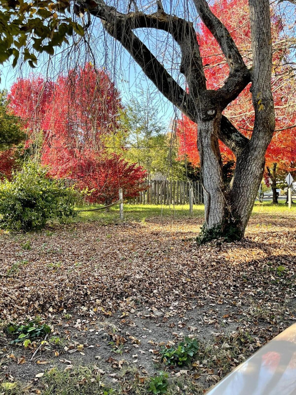 Asheville Urban Farmhouse Entire Home 4 Mi To Dt エクステリア 写真